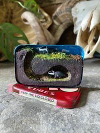 Image 1 of Mini pair of spring badgers, vintage tin diorama 