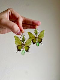 Image 2 of 🌿Fern Green Butterflies🌿