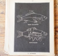 Image 9 of Planche histoire naturelle en noir & blanc