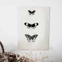 Image 4 of Planches De Papillons 