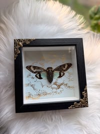 Image 2 of Celestial Cicada
