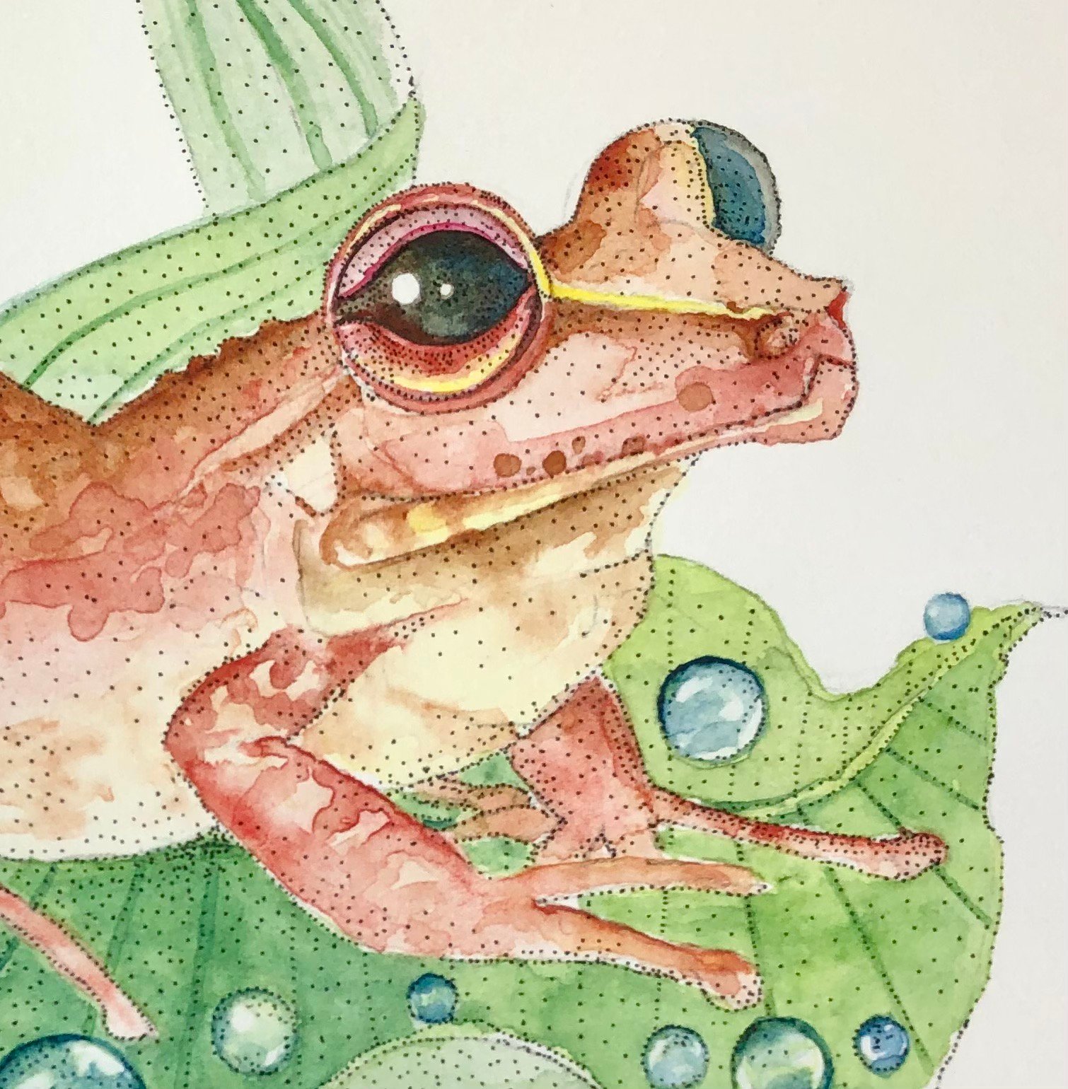 Image of Coqui Frog