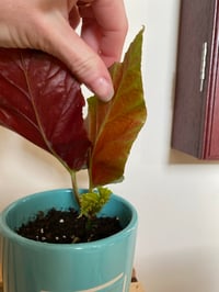 Image 3 of Angel Wing Begonia in Teal Butterfly Pot