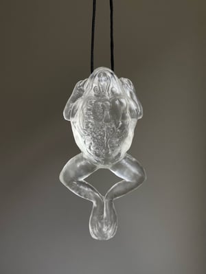 Dissected Frog Pendant Translucent 