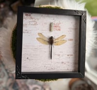 Image 2 of Moonstone Dragonfly