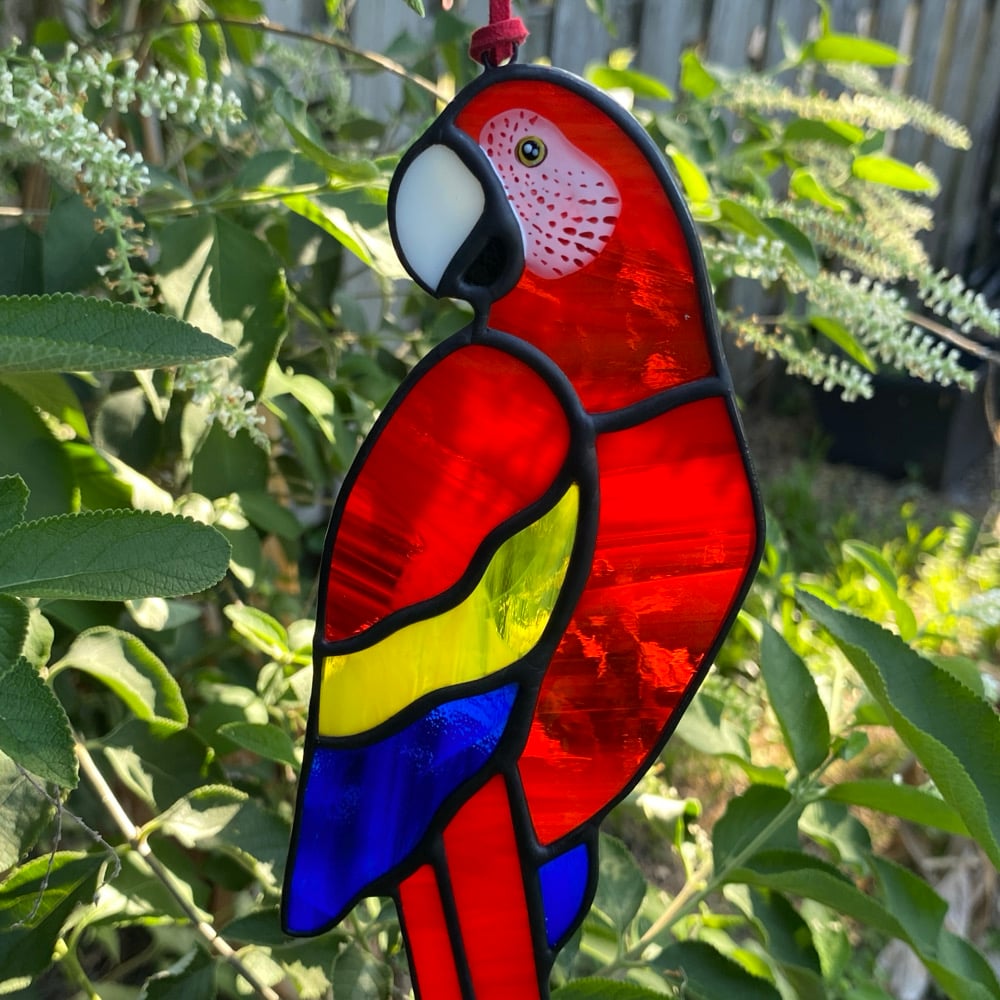Image of Scarlet Macaw