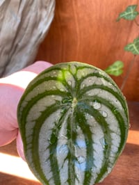 Image 2 of Watermelon Peperomia in Lucille Ball Mug