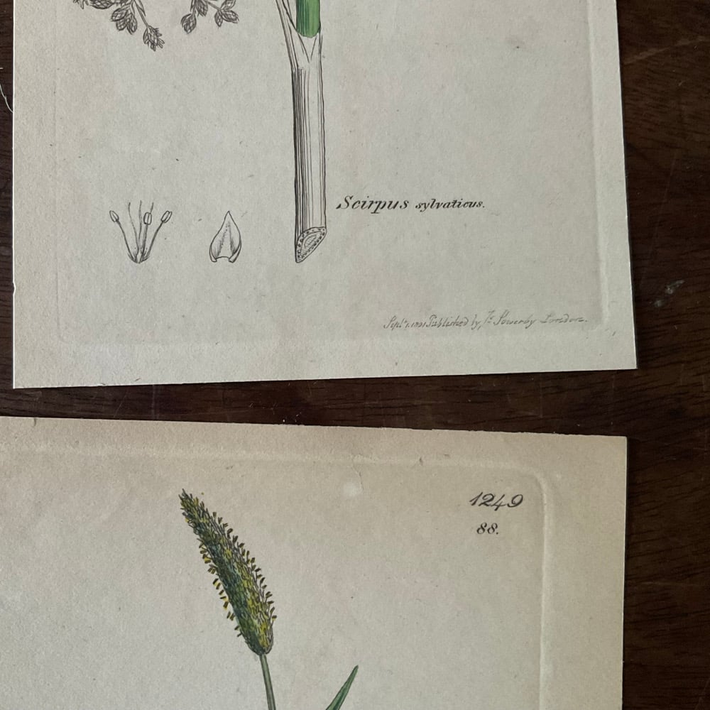 Image of Botanical Prints set no.2
