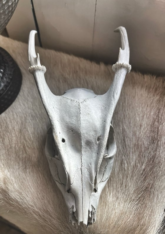 Image of Reeves Muntjac Skull 