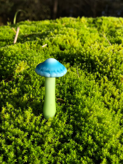 Image of Blue Cap Mushroom Plant Spike