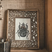 Image 3 of Coleoptera beetle