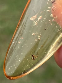 Image 5 of Copal Amber With Preserved Insects #2629