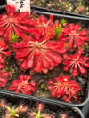 Drosera spatulata 'Fraser's Island'
