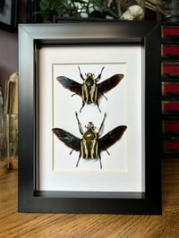 Image 1 of derby’s flower beetle (pair)