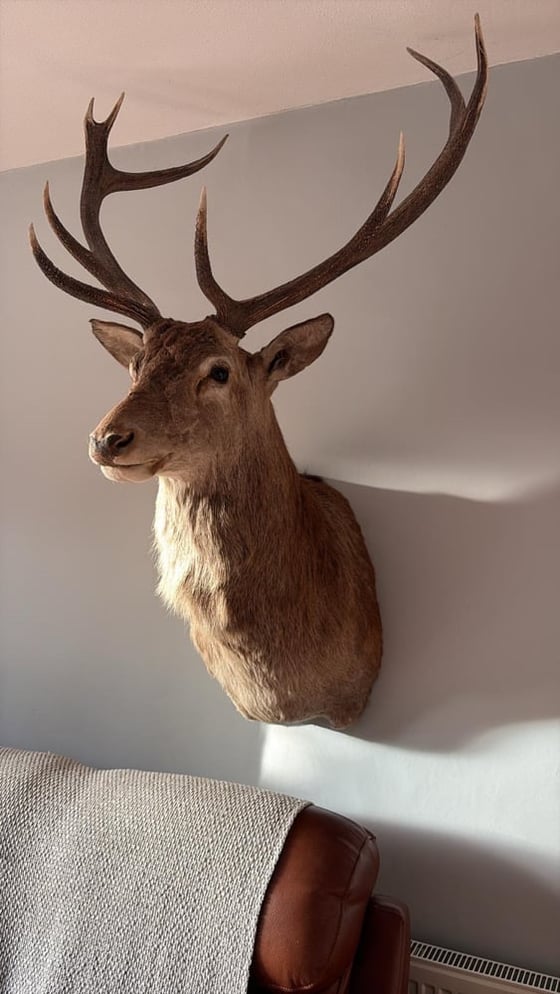 Image of Taxidermy Red Deer 