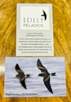 Leach's Storm-petrel - Scilly Pelagics - Enamel Pin Badge