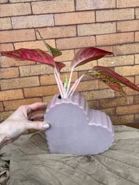 Image 5 of Red Aglaonema in Purple Heart 