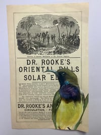 Image 1 of Sunbird