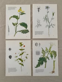 Image 9 of Illustrations botaniques (x4)