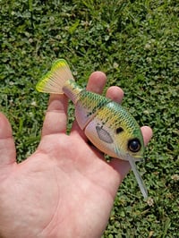 Diving Buddy Gill