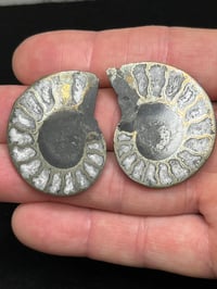 Image 6 of Pyrite Ammonite Fossil Pair #1268
