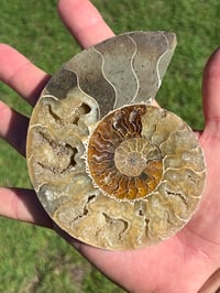 Image 2 of Ammonite Fossil Pair | Madagascar #2896