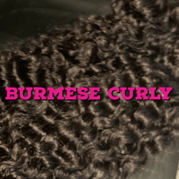 BURMESE CURLY