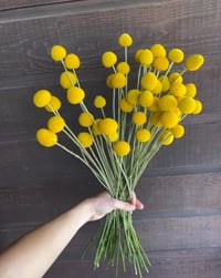 Image 1 of Billy Buttons - bare root