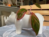 Image 1 of Red Aglaonema in White Rhino