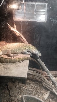 Image 1 of Adult Female Nile Monitor 