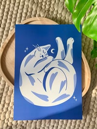 Image 1 of Chat bleu 