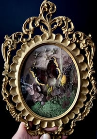 Image 3 of Mourning Cloak Butterfly Botanical Frame