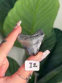 Image 9 of SMALL MEGALODON TEETH -SOUTH CAROLINA- CHOOSE YOUR OWN LOT 2 