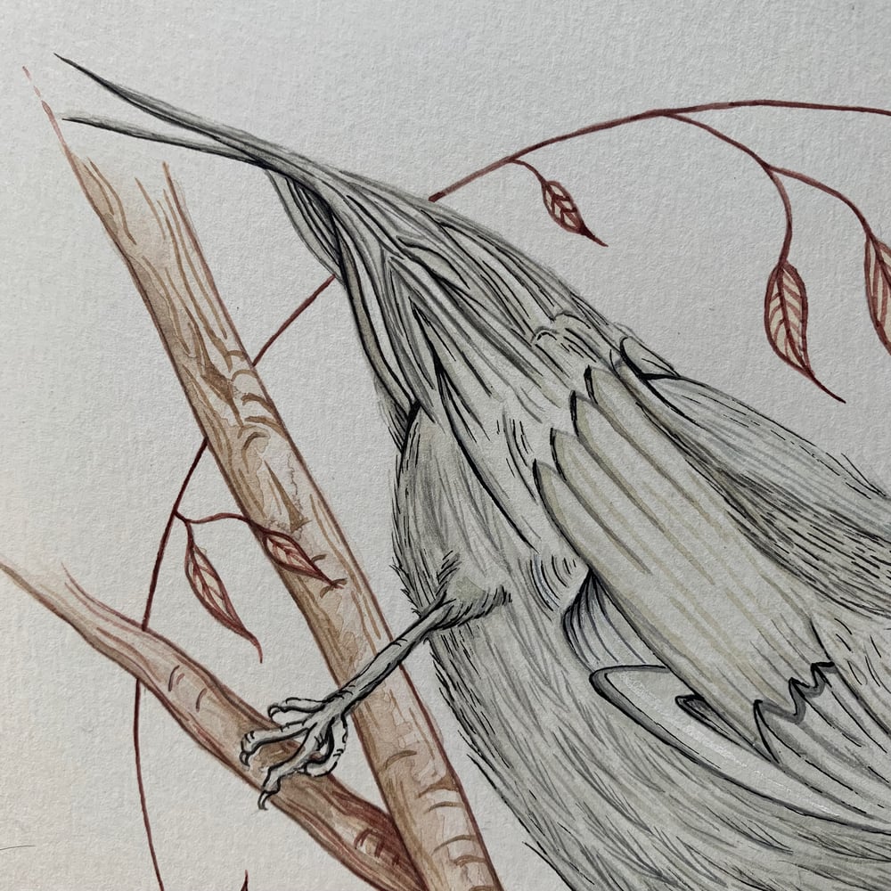 Image of ‘Curious’ Nuthatch Print