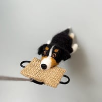 Image 2 of Aussie / Australian shepherd tricolor 