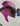 Fuchsia No.1