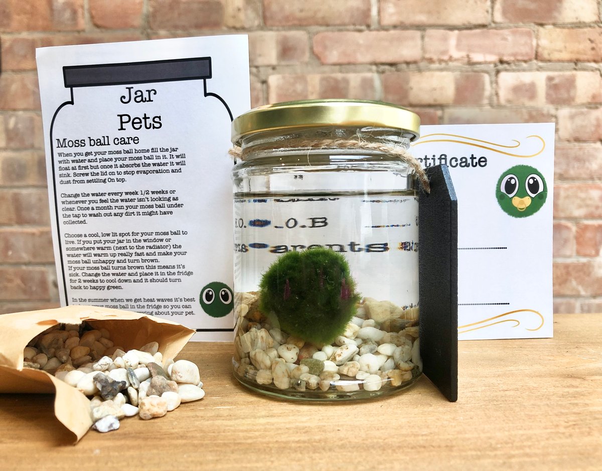 Moss Ball Pets: Buy Premium Marimo & Elevate Your Space! – Moss Ball Pets™