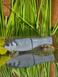 Full Size Shat - Atlantic Herring