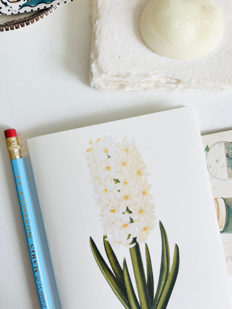 Image of CT JACINTHE