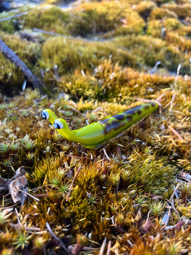 Image of Green and Brown Boro Slug