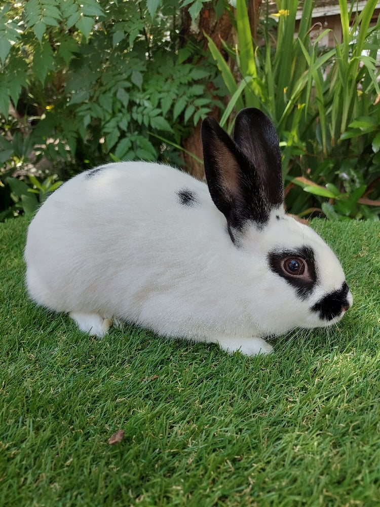 Image of Pepper (M)