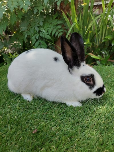 Image of Pepper (M)