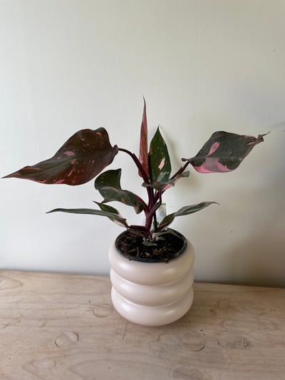Image of Philodendron pink princess