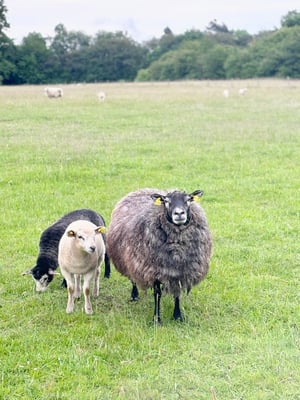 Image of ULD markedsdag, 12. december 2025