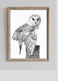 Barn Owl A3 Print