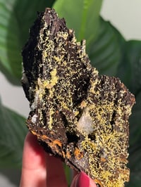 Image 8 of SELF STANDING ONE OF A KIND MIMETITE -MEXICO-