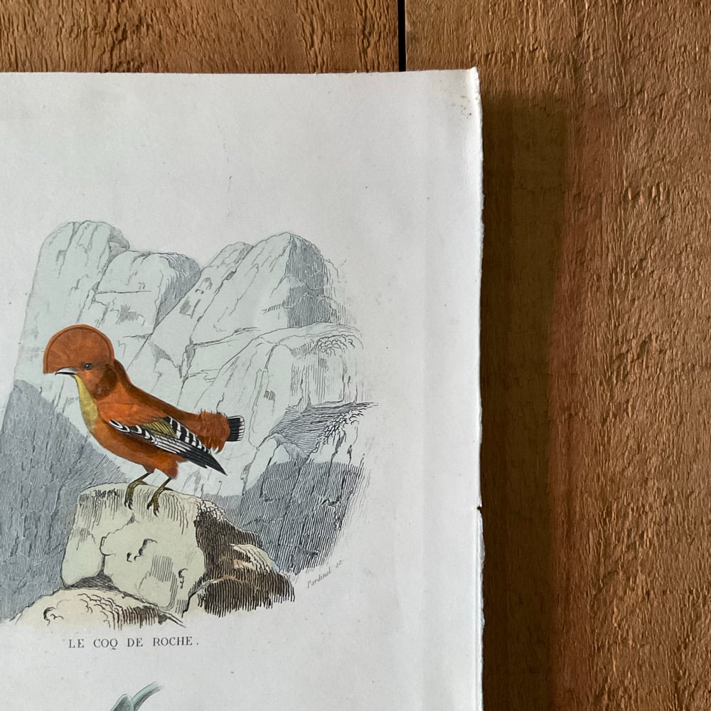 Image of Bird Picture no.2