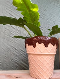 Image 1 of Imperial Green Philodendron in Large Ice Cream Cone 
