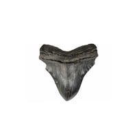 Fossilized Megladon Shark Tooth 