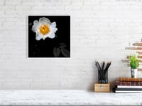 Image 3 of Wild White Rose